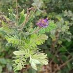 Amorpha canescens Цветок