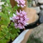 Origanum vulgareКвітка