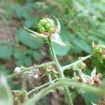 Rubus sprengelii Fruit