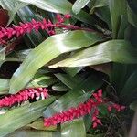 Aechmea weilbachii 花