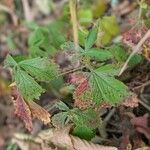 Potentilla simplex Feuille