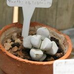 Lapidaria margaretae Corteza