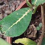 Sanchezia oblonga Leaf