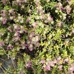 Teucrium marum 形態