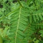 Astragalus penduliflorus ഇല