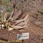 Aloe molederana Arall