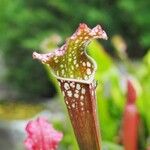 Sarracenia leucophylla 花