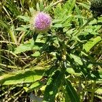 Cirsium altissimum Kvet