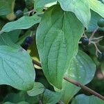 Cornus sanguinea Fuelha