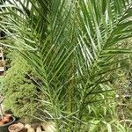 Phoenix canariensis ഇല