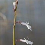 Lobelia dortmanna Прочее