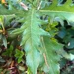 Cirsium altissimum ഇല