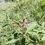 Solanum incanum Λουλούδι