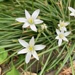 Ornithogalum divergensFlower