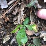 Erigeron pulchellus Leaf