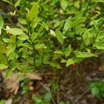 Vaccinium cespitosum Leaf