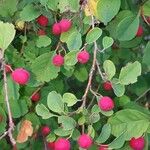 Cotoneaster multiflorus Gyümölcs