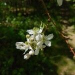 Rubus argutusBlomst