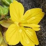 Oenothera perennis Λουλούδι
