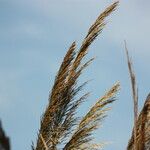 Arundo micrantha Blodyn