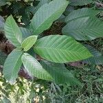 Dipterocarpus grandiflorus Leaf