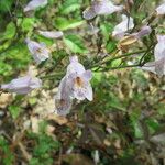 Penstemon laxiflorus Flower