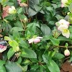 Helleborus orientalis Feuille