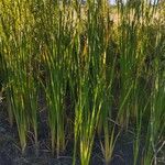 Typha orientalis 整株植物