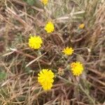 Crepis capillaris Цвят