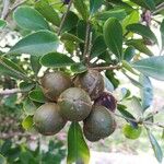 Pittosporum coccineum Fruchs