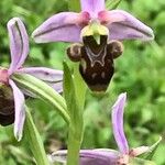 Ophrys scolopax ᱵᱟᱦᱟ