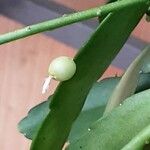 Pseudorhipsalis ramulosa Fruit