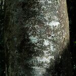 Falcataria moluccana Kôra