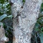 Pichonia deplanchei 樹皮