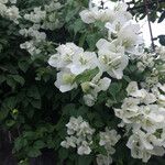 Bougainvillea buttiana Virág