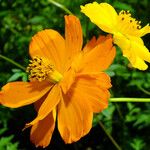 Cosmos sulphureus Flower