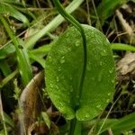 Ophioglossum reticulatum Fruct