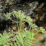Valeriana pyrenaica 花