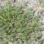 Coronilla minima Habitatea