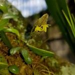 Pleurothallis pruinosa 葉