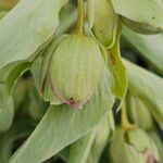 Helleborus foetidus Flor