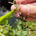 Cuphea ericoides Flor