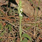 Goodyera repens Облик