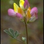 Lupinus stiversii 花