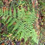 Athyrium filix-femina Blad