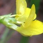 Coronilla vaginalis Flower