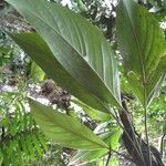 Monstera glaucescens Прочее