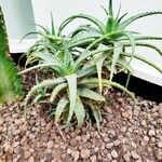 Aloe × spinosissima Hábito