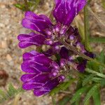 Vicia eriocarpa Blodyn