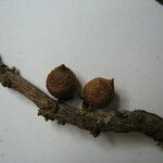 Daphnopsis granitica Other